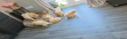 Chipoo dogs for sale: Miniature poodles x long hair chihuahuas  in Leicester - Advert 1