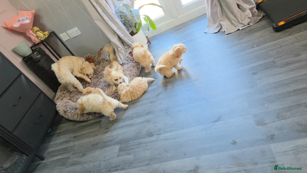 Chipoo dogs for sale: Miniature poodles x long hair chihuahuas  in Leicester - Advert 1