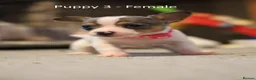 Chihuahua dogs for sale: Chihuahua Puppies - Advert 13