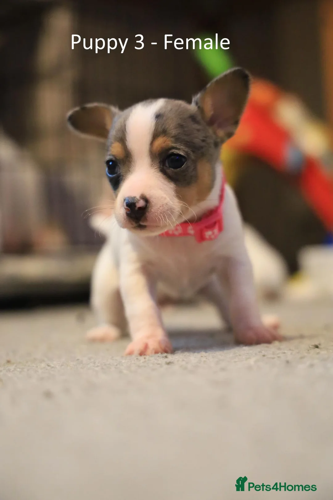 Chihuahua dogs for sale: Chihuahua Puppies - Advert 13
