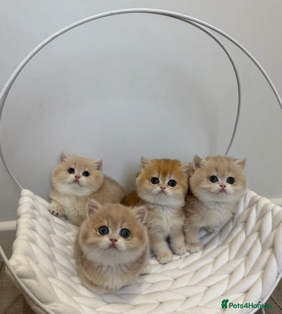 British Shorthair cats for sale: Golden Blue British Shorthair kittens - Advert 26