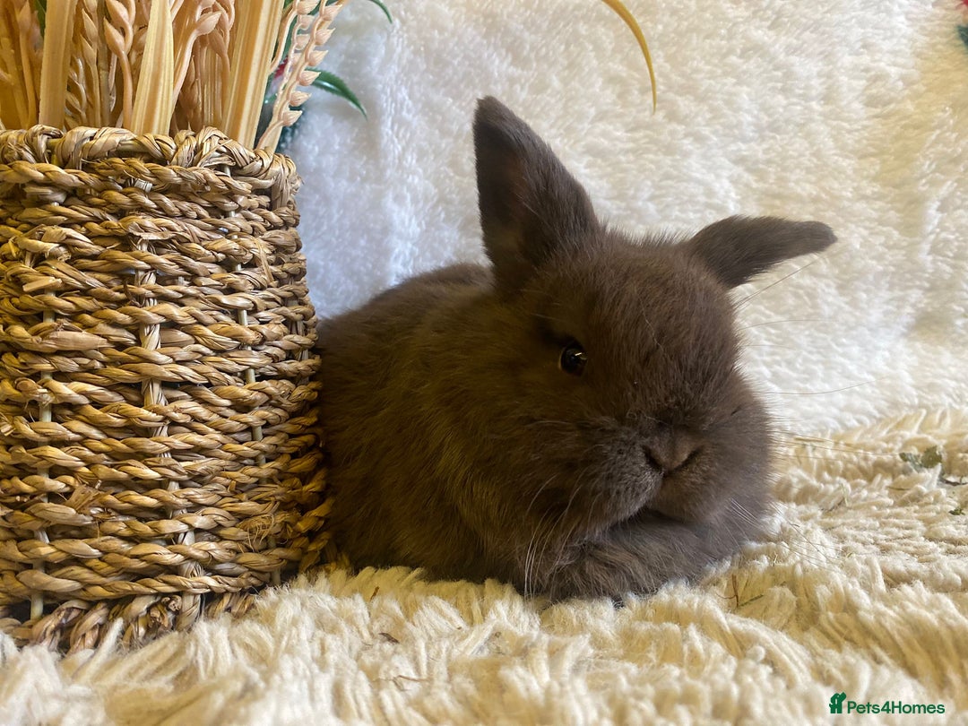 Mini Lop rabbits for sale: Mini lops - Advert 2
