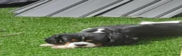 Cavalier King Charles Spaniel dogs for sale: Cavaliar king charles spaniel - Advert 3