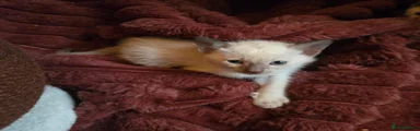 Chocolate Mink Boy 2