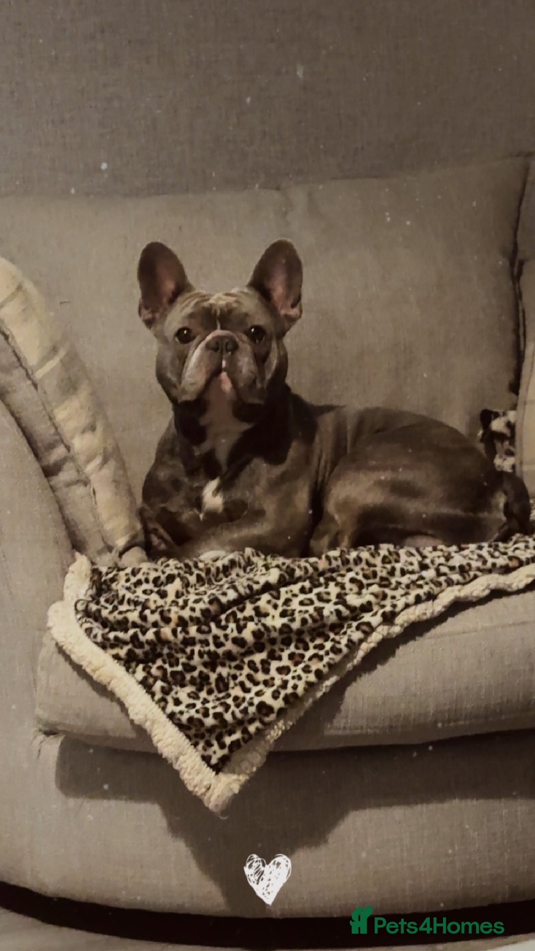 French Bulldog dogs for sale: Male French bulldog  - Image 8