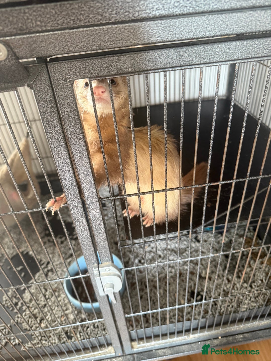 Ferret rodents for sale: A micro and half micro ferret - Image 2
