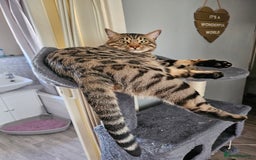 Bengal cats for sale: 2 stunning unique snow bengal kittens left  - Image 3