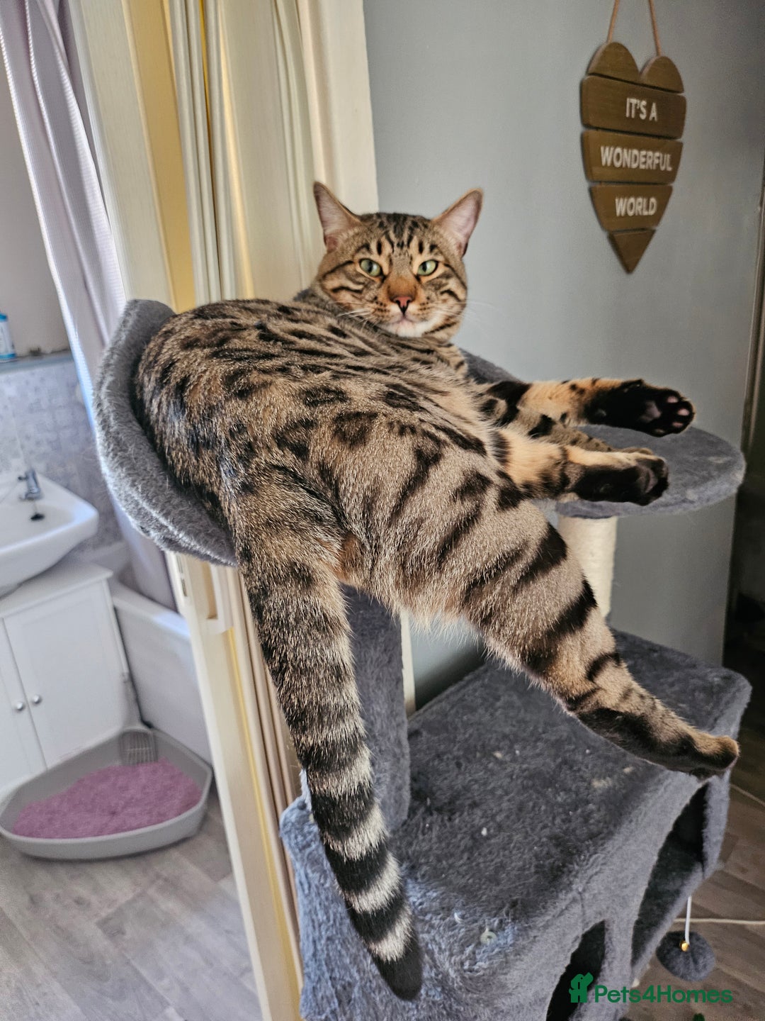 Bengal cats for sale: 2 stunning unique snow bengal kittens left  - Image 3