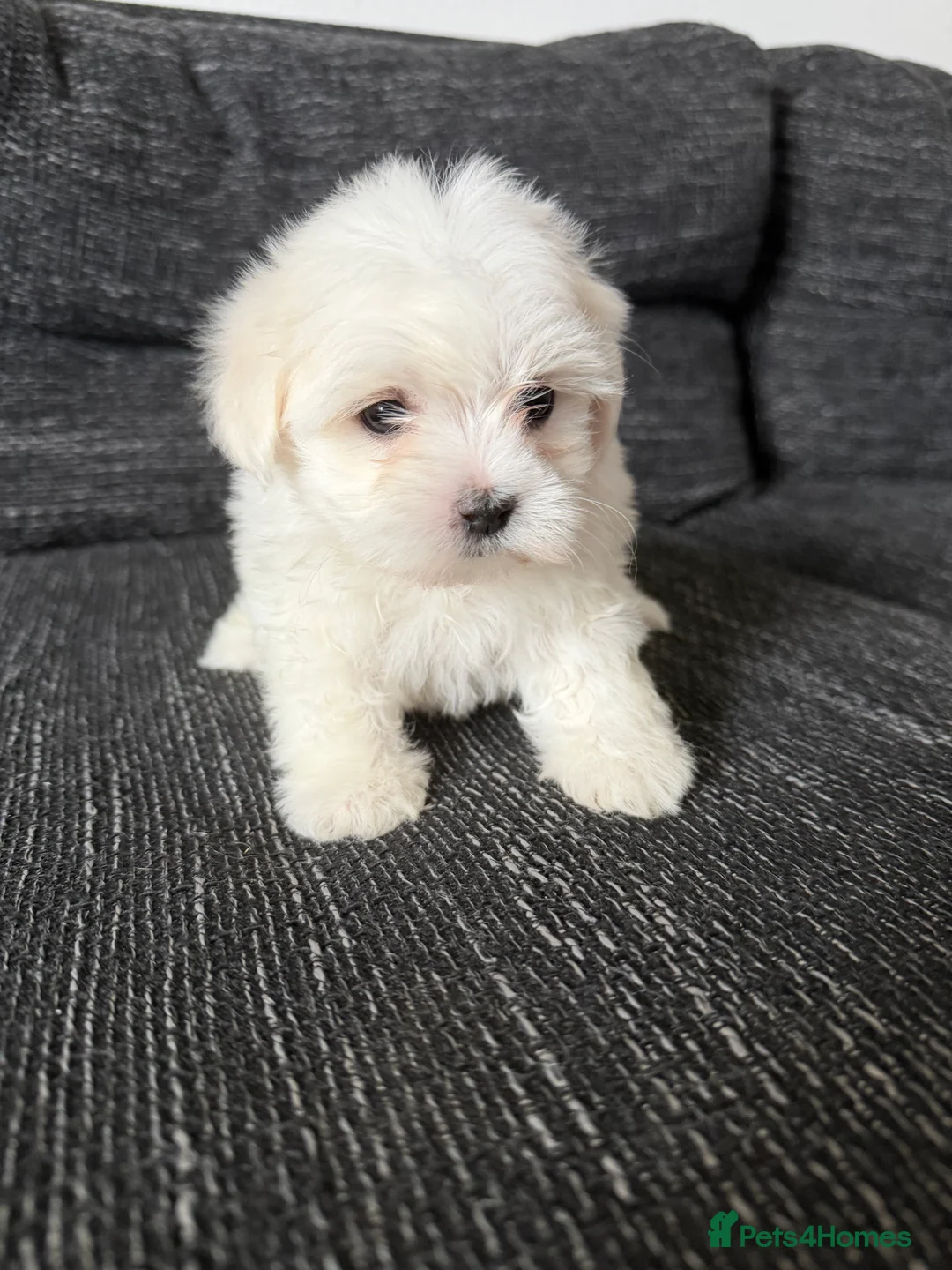 Maltese dogs for sale: Puppies for sale beautiful Maltase  - Advert 9