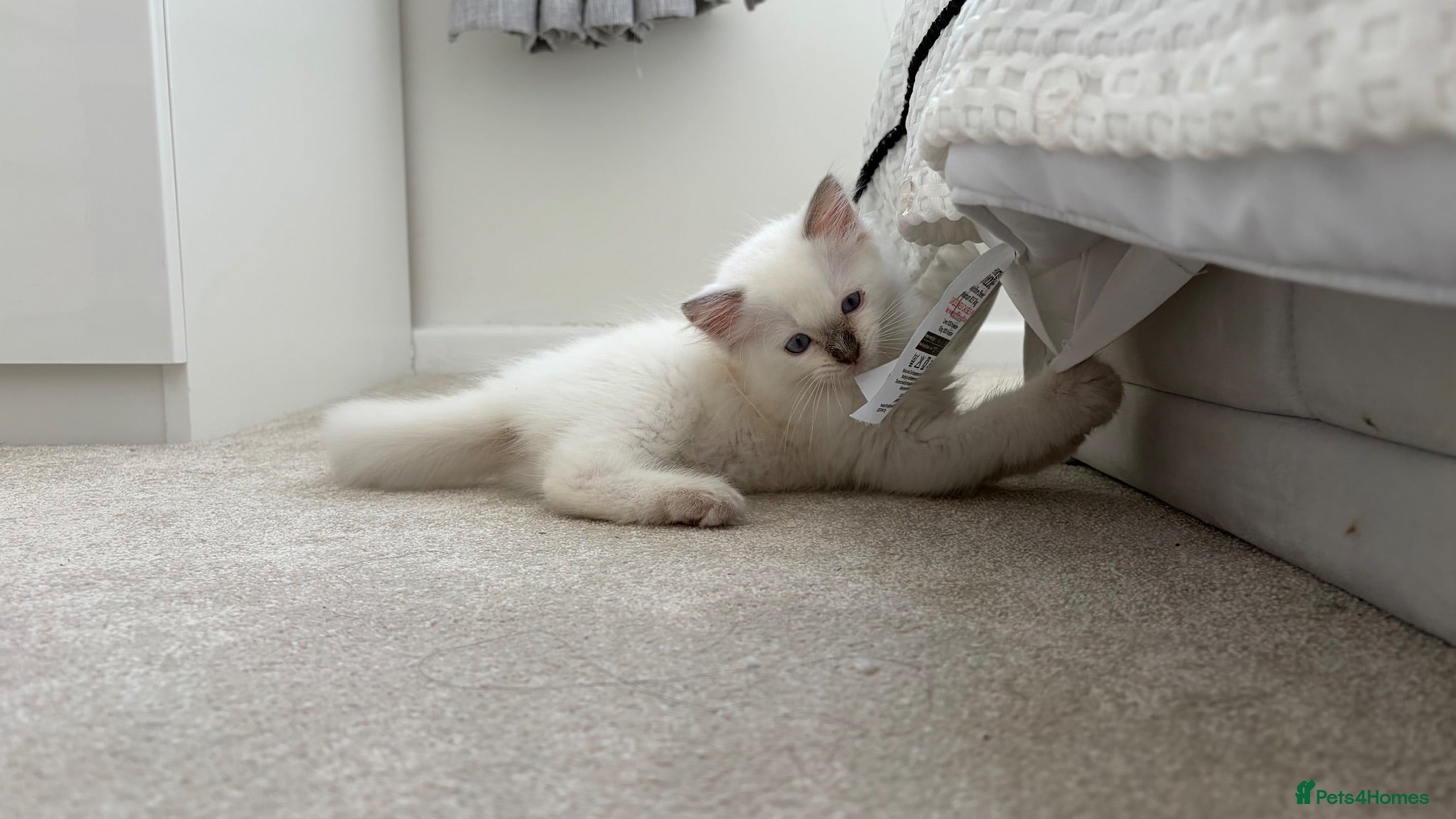 Ragdoll cats Last lilac male ragdoll kitten - Advert 1