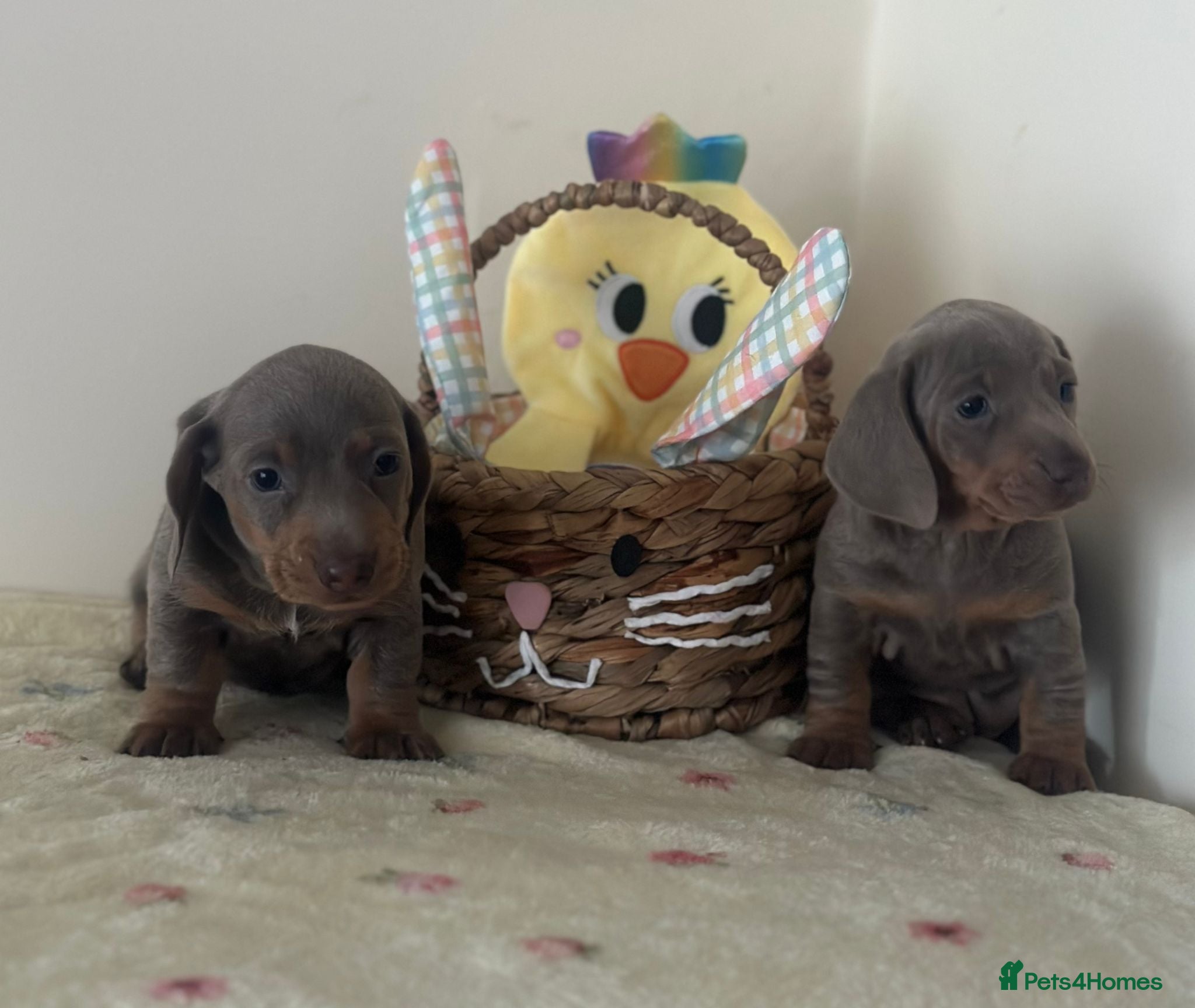 Dachshund dogs Stunning Dachshund puppies 🐾 - Advert 1