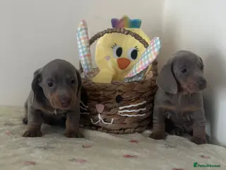 Dachshund dogs Stunning Dachshund puppies 🐾 - Advert 1