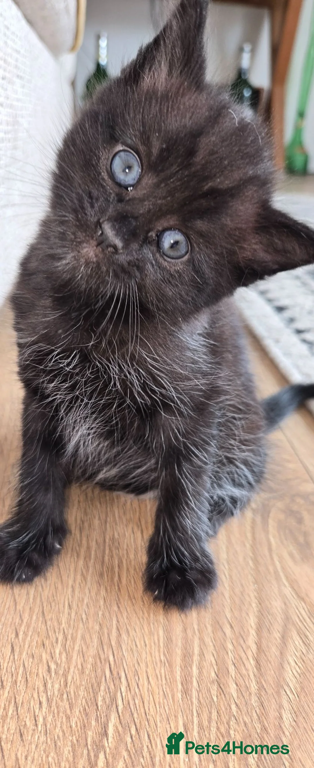 Mixed Breed cats for sale: £50 2 beautiful babies - Advert 2