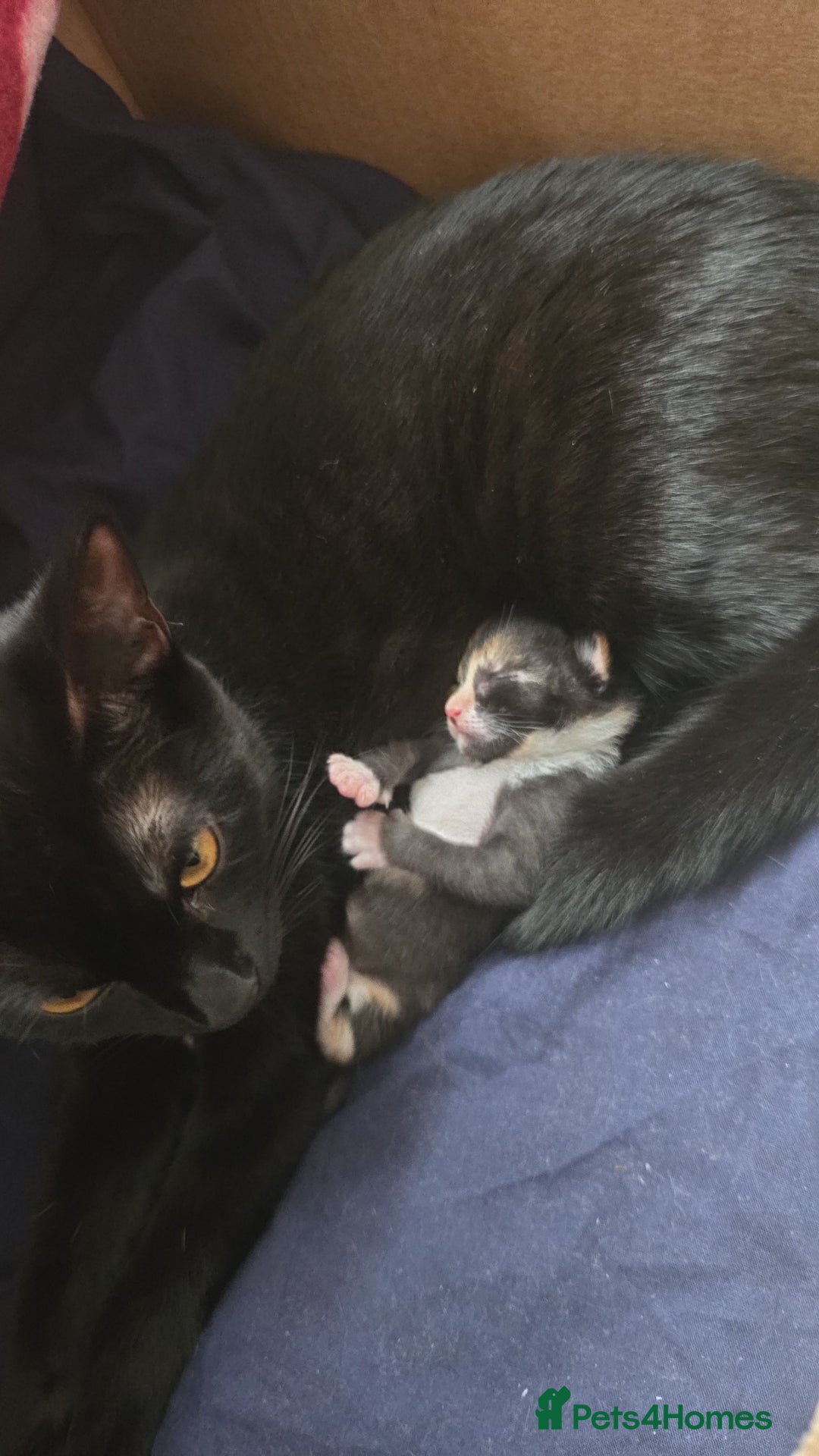 British Shorthair cats for sale: 3 adorable kittens available - Advert 4