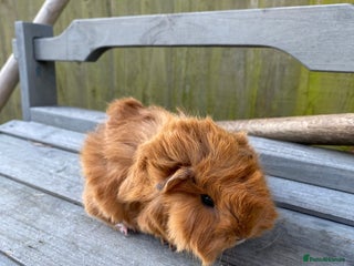 Guinea Pig rodents Beautiful longhaired Peruvian cross baby guinapigs - Advert 1