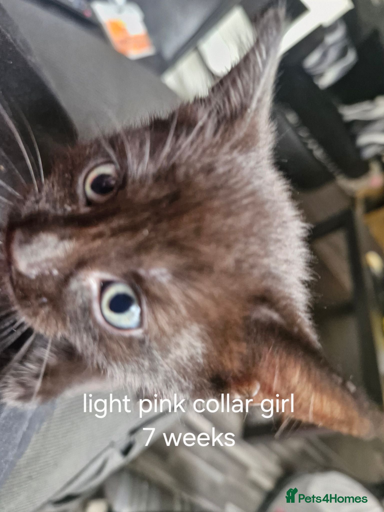 Mixed Breed cats 4 kittens black and black / white - Advert 1