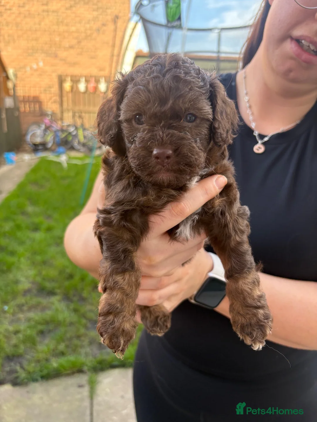 Cockapoo dogs for sale: F1B chocolate cockapoos  - Advert 1