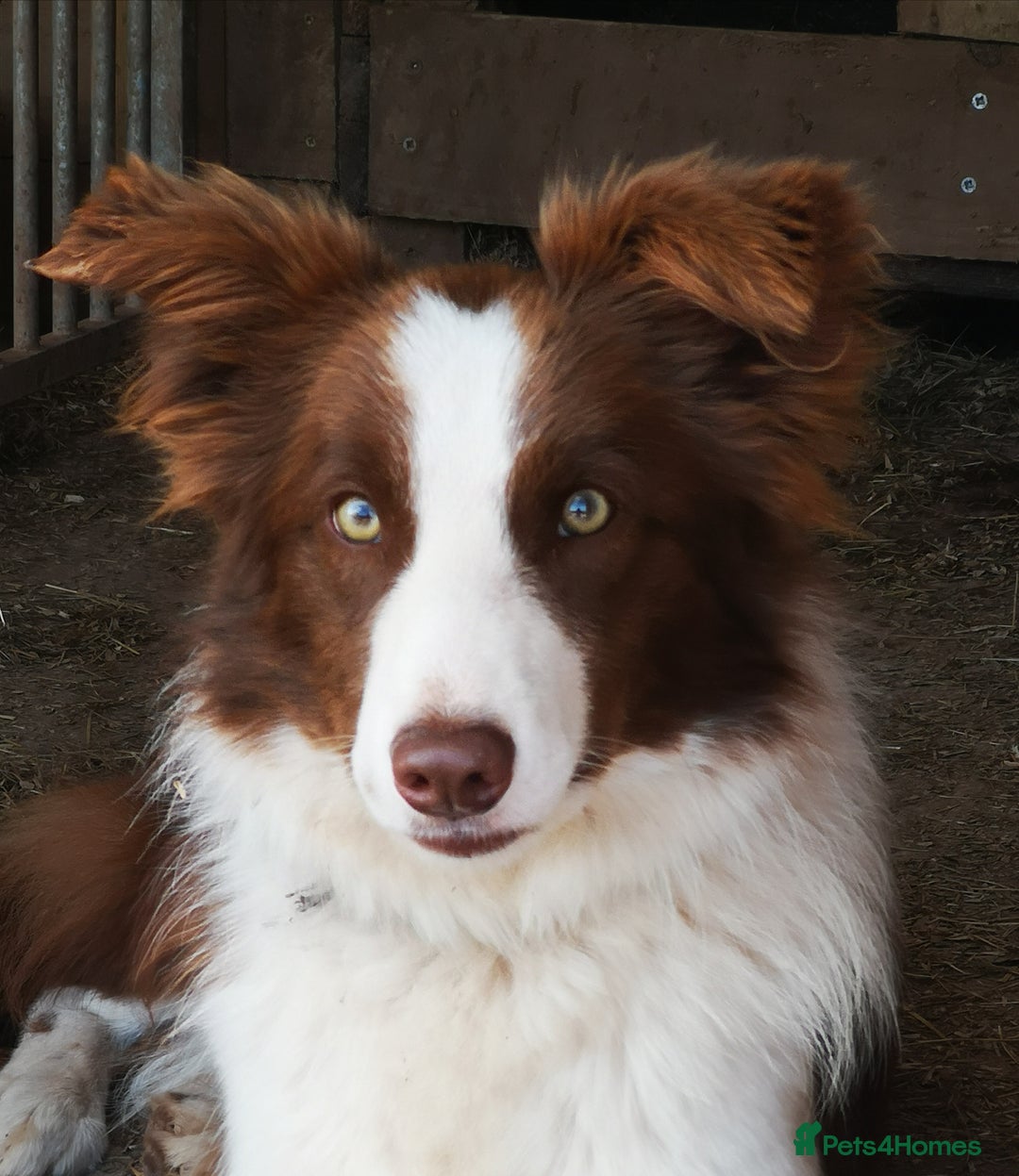 Border Collie dogs for sale: Stunning Fluffy Border Collies Puppies for Sale - Image 25