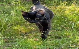 Bengal cats for sale: 5 kittens for sale  - Image 11