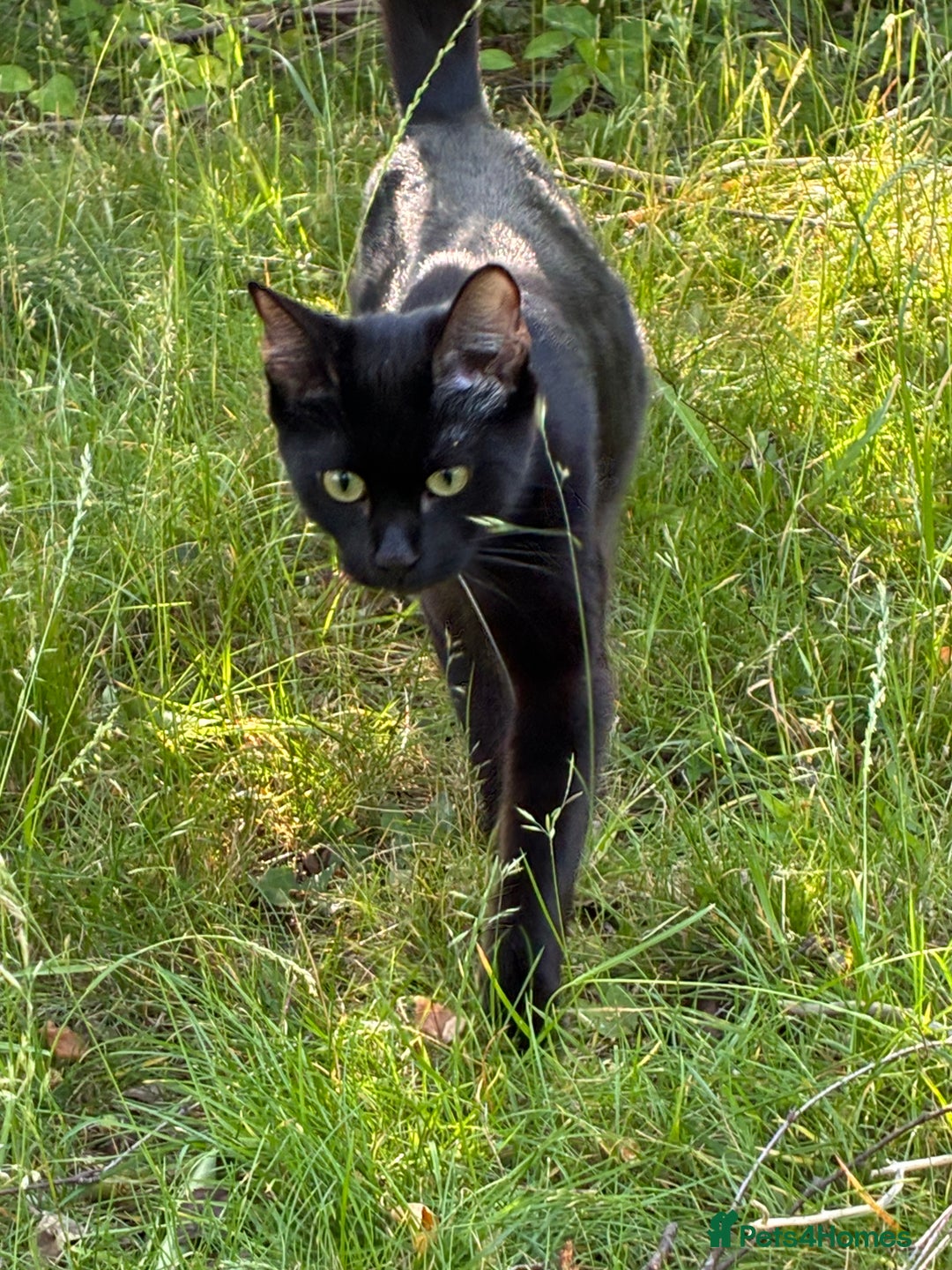 Bengal cats for sale: 5 kittens for sale  - Image 11