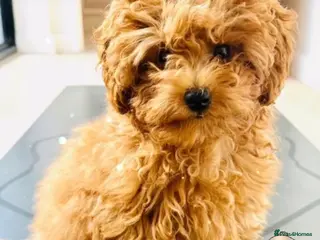 Toy Poodle dogs 🧸Beautiful toy/asian poodle puppies 🧸 - Advert 18