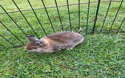 Netherland Dwarf rabbits for sale: Pure Netherland dwarf babies  - Image 8