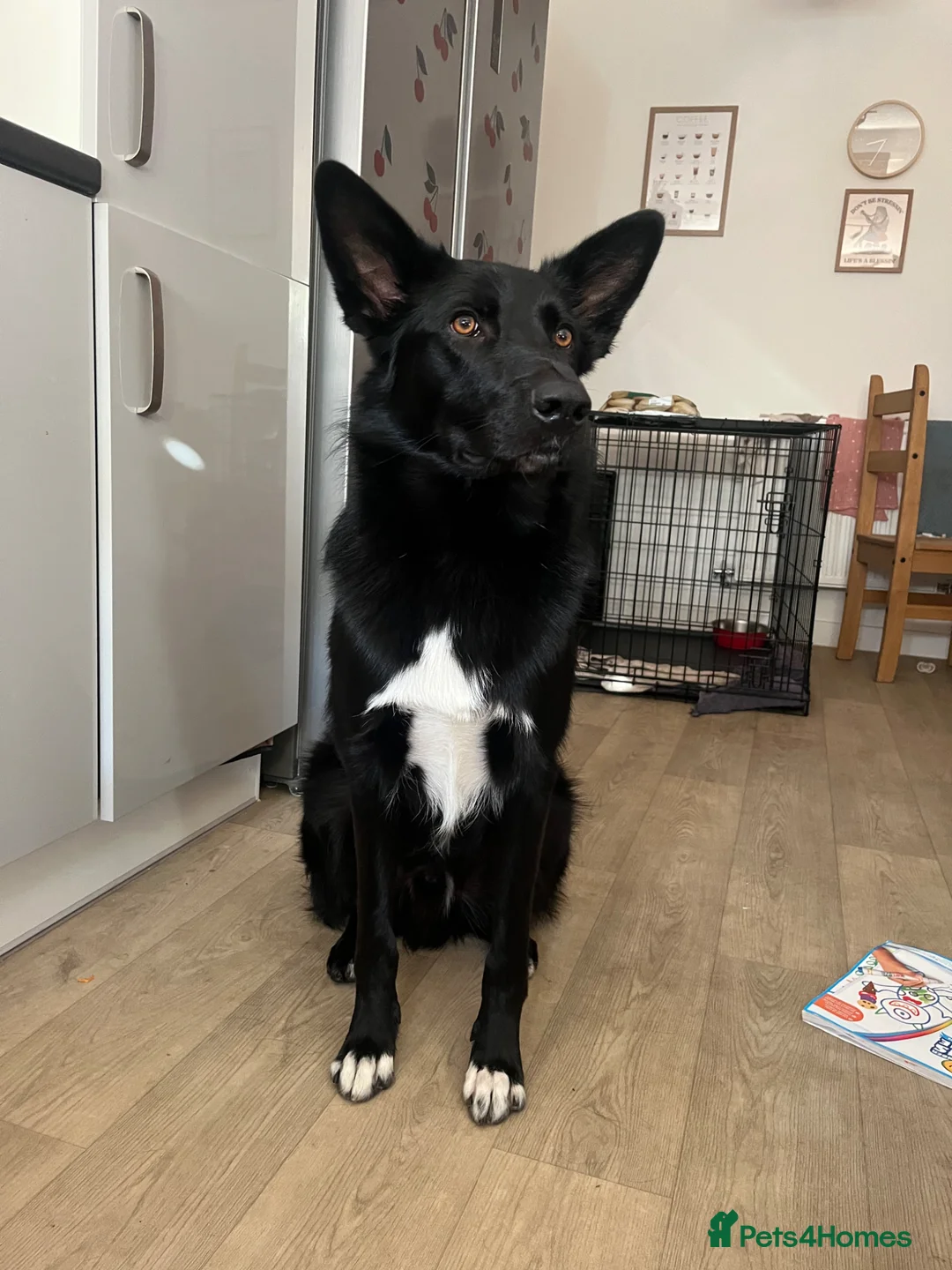 Mixed Breed dogs for stud: German shepherd x border collie aka shollie  - Advert 2