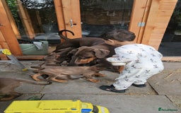Dobermann dogs for sale: Elite Class World Champion Pedigree Pups KC'D - Image 5