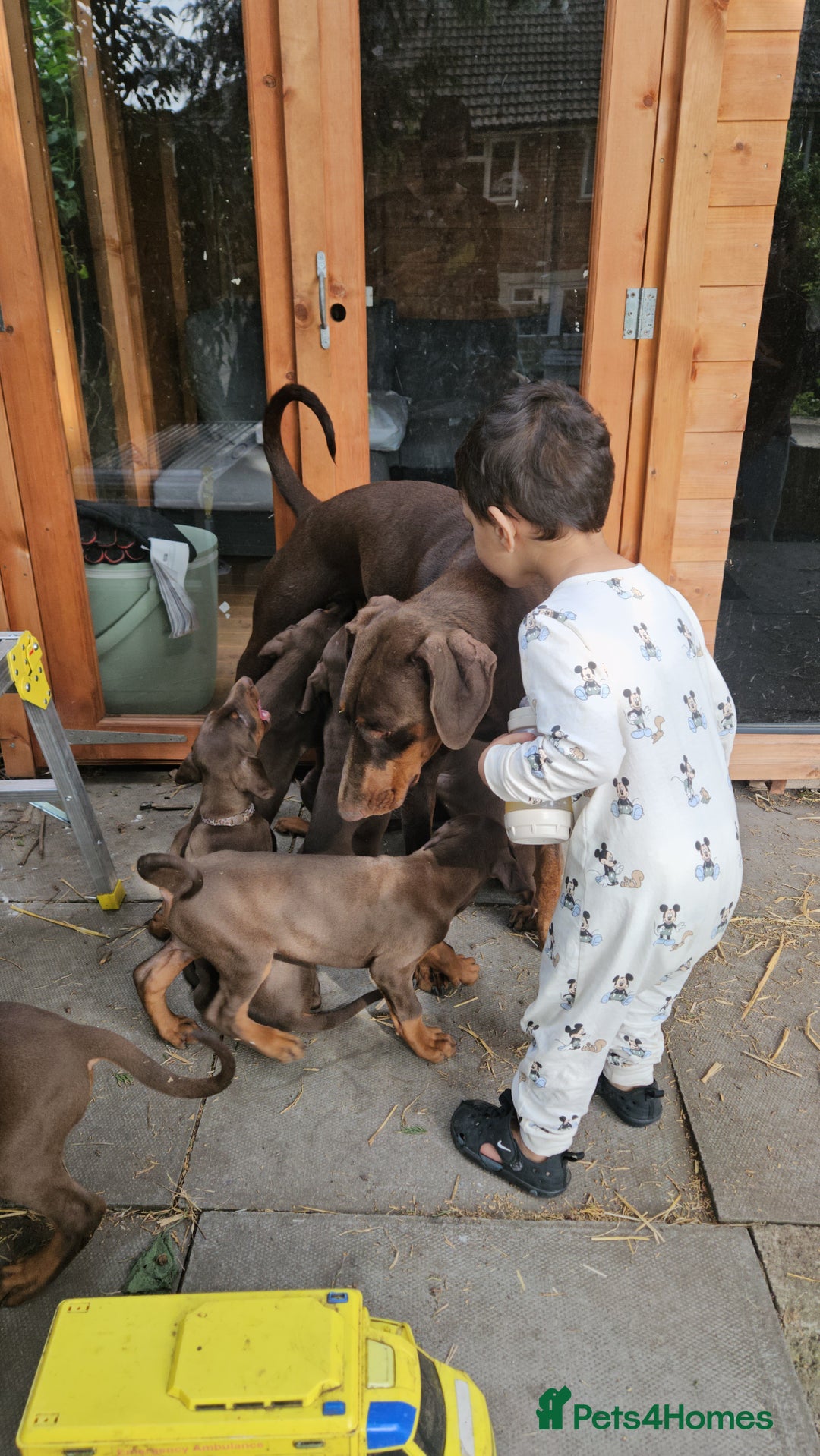 Dobermann dogs for sale: Elite Class World Champion Pedigree Pups KC'D - Image 5