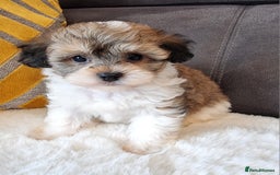 Shihpoo dogs for sale: Adorable little Shihpoo's, sold fully vaccinated - Image 26