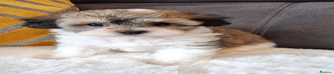 Shihpoo Puppy 5