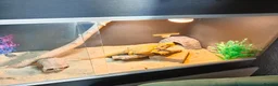 Bearded Dragon reptiles for sale: Bearded dragon+ set up in Saint Helens - Advert 2