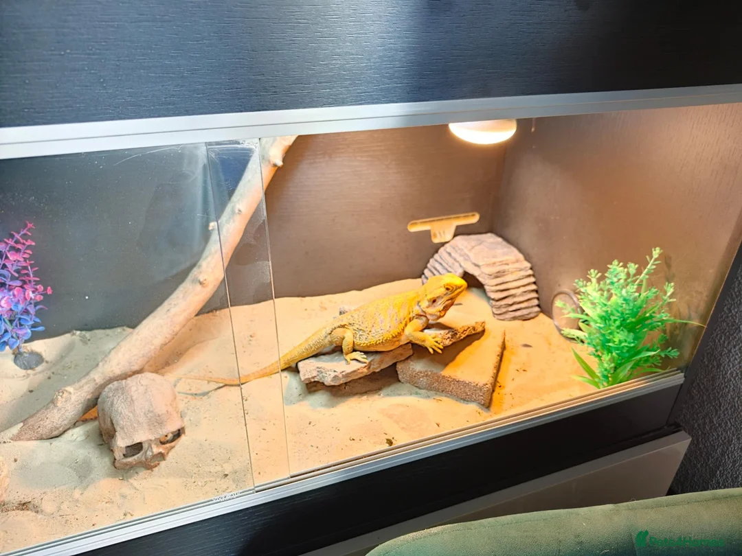 Bearded Dragon reptiles for sale: Bearded dragon+ set up in Saint Helens - Advert 2