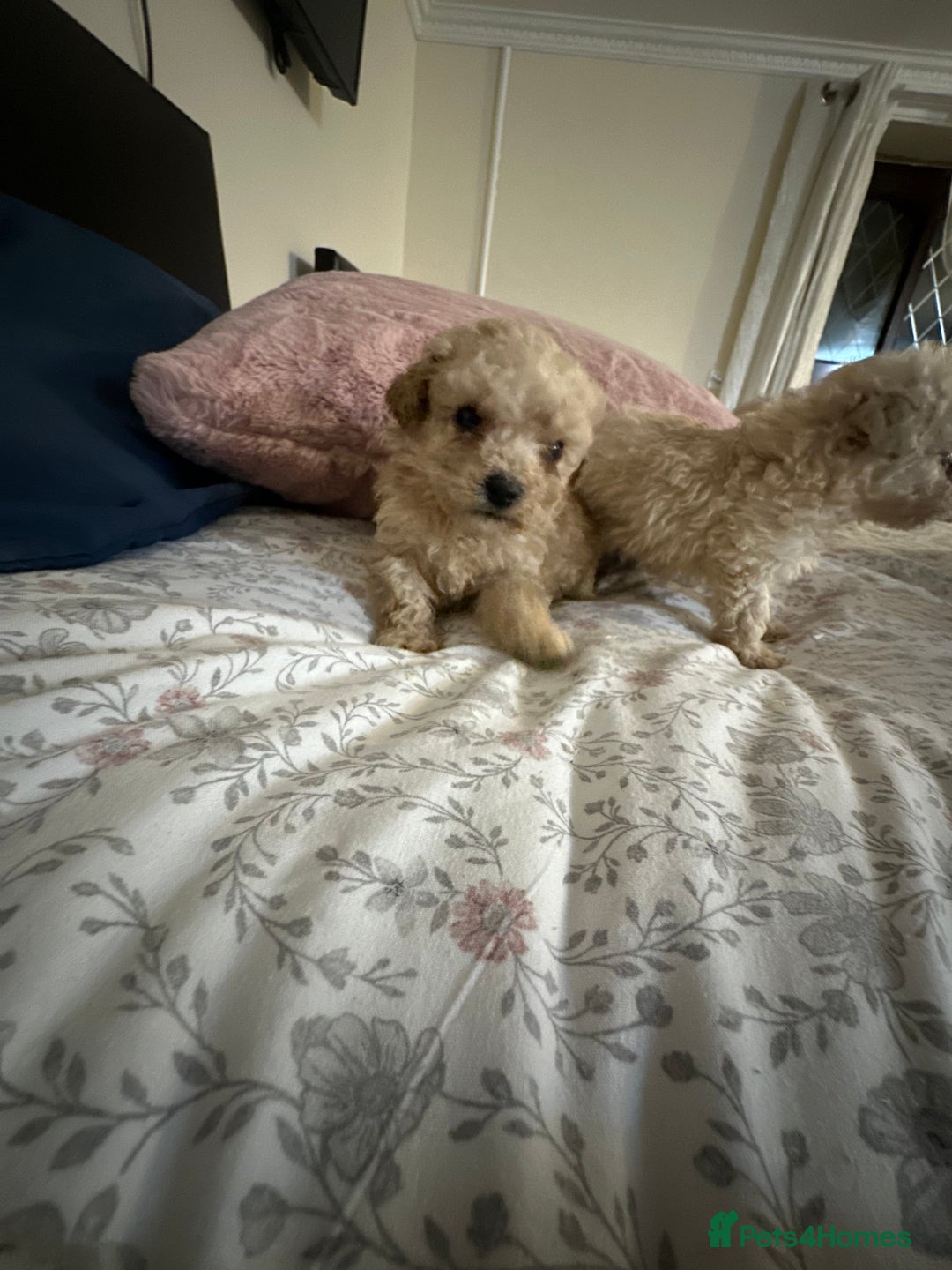 Poochon dogs for sale: Poochon puppies ready now  - Advert 19