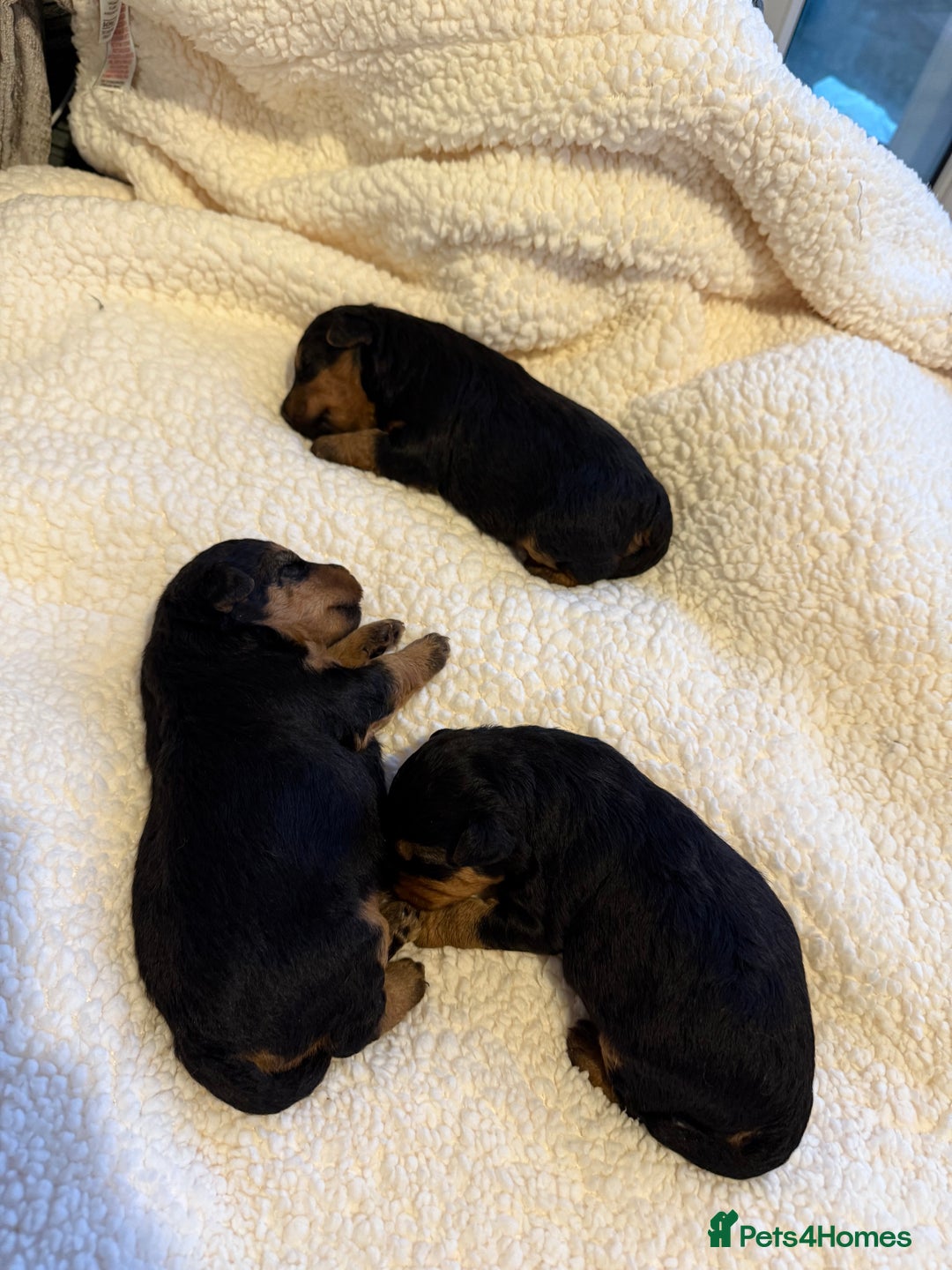 Welsh Terrier dogs for sale: 3 beautiful girls 💕 - Image 4