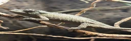 Chameleon reptiles for sale: Jackson Chameleon babies - Advert 3