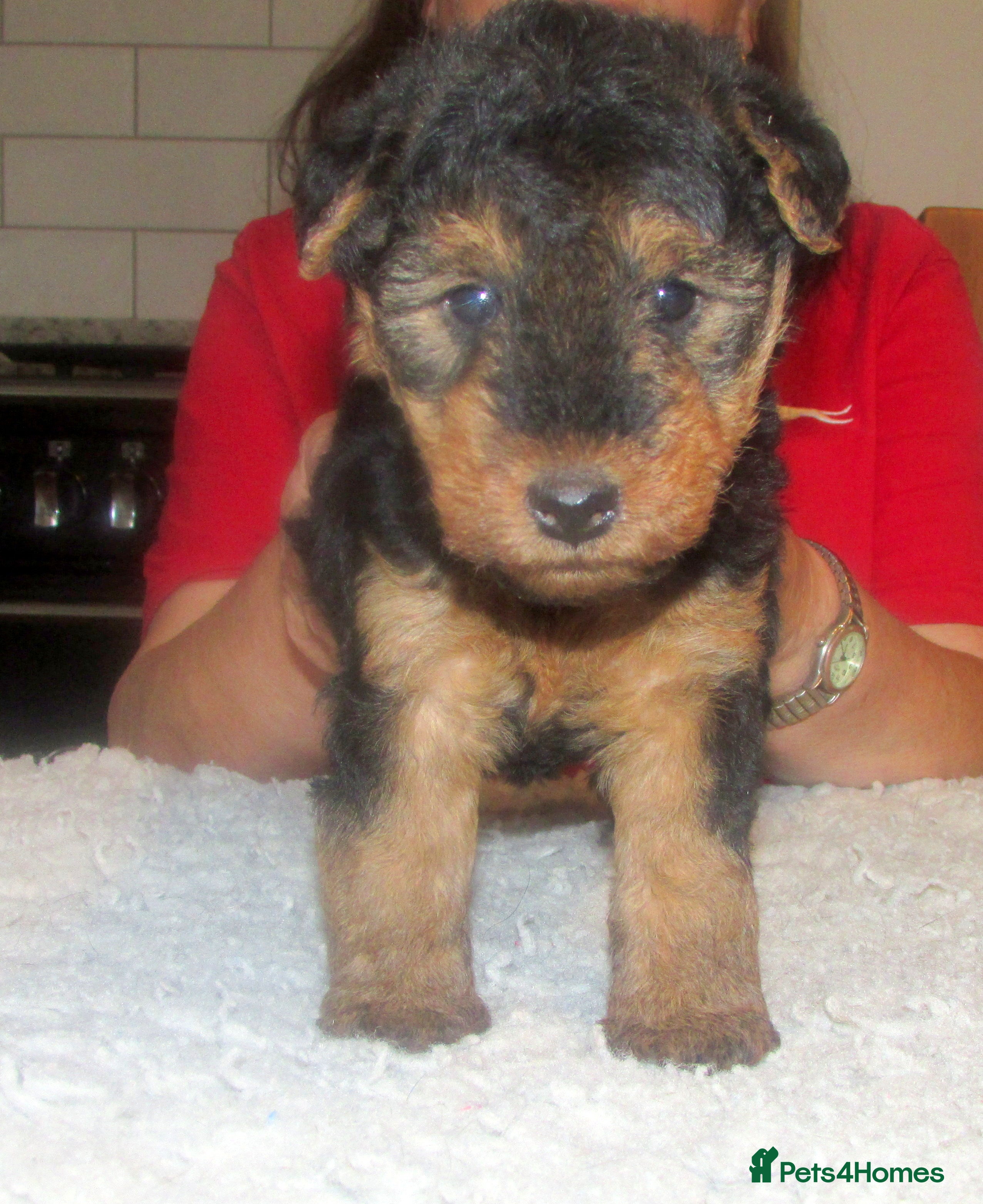 Welsh Terrier dogs Lovely outgoing puppy - Advert 1