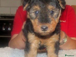 Welsh Terrier dogs Lovely outgoing puppy - Advert 16
