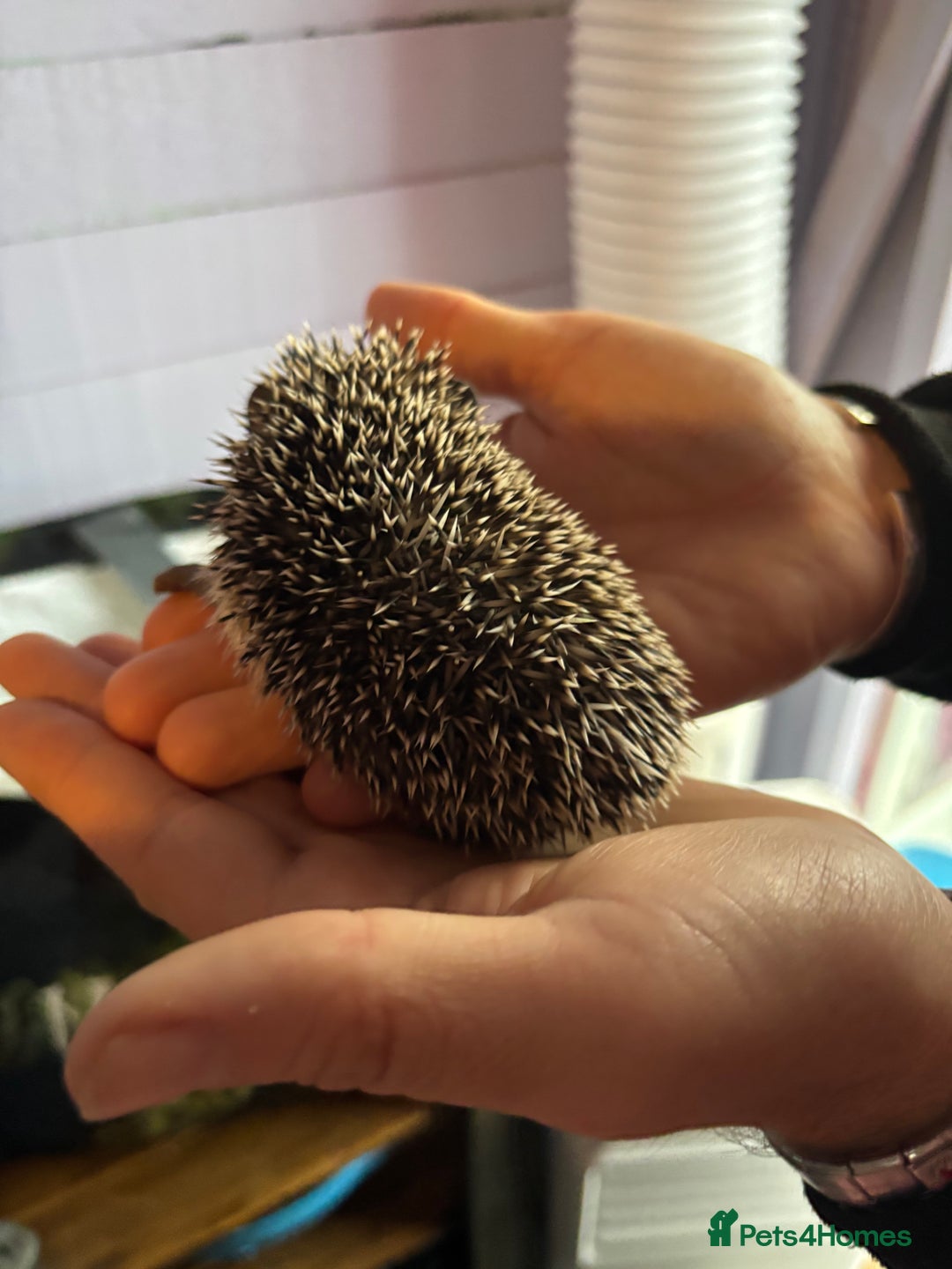 Pygmy Hedgehog rodents for sale: ***African black Pygmy hogs!*** - Image 9