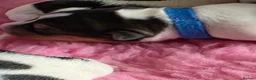 Jack Russell dogs for sale: Stunning Litter Traditional JRT Puppies 4M1F - Advert 6