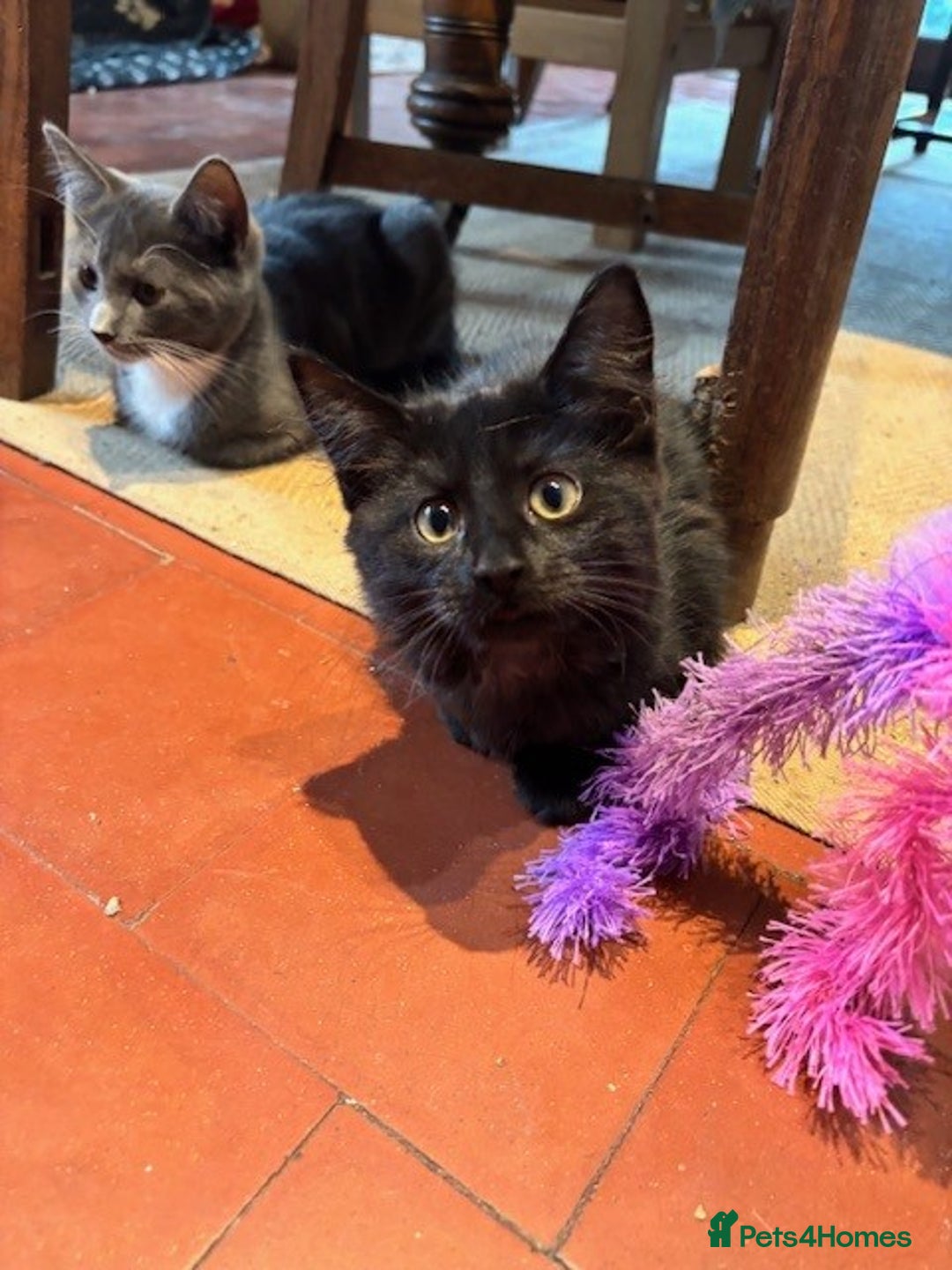 Domestic Shorthair cats for sale: 4 kittens, ready to go - Image 5