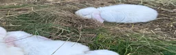 Mini Lop rabbits for sale: BEW ( Blue eyed white) mini lops for sale - Advert 4