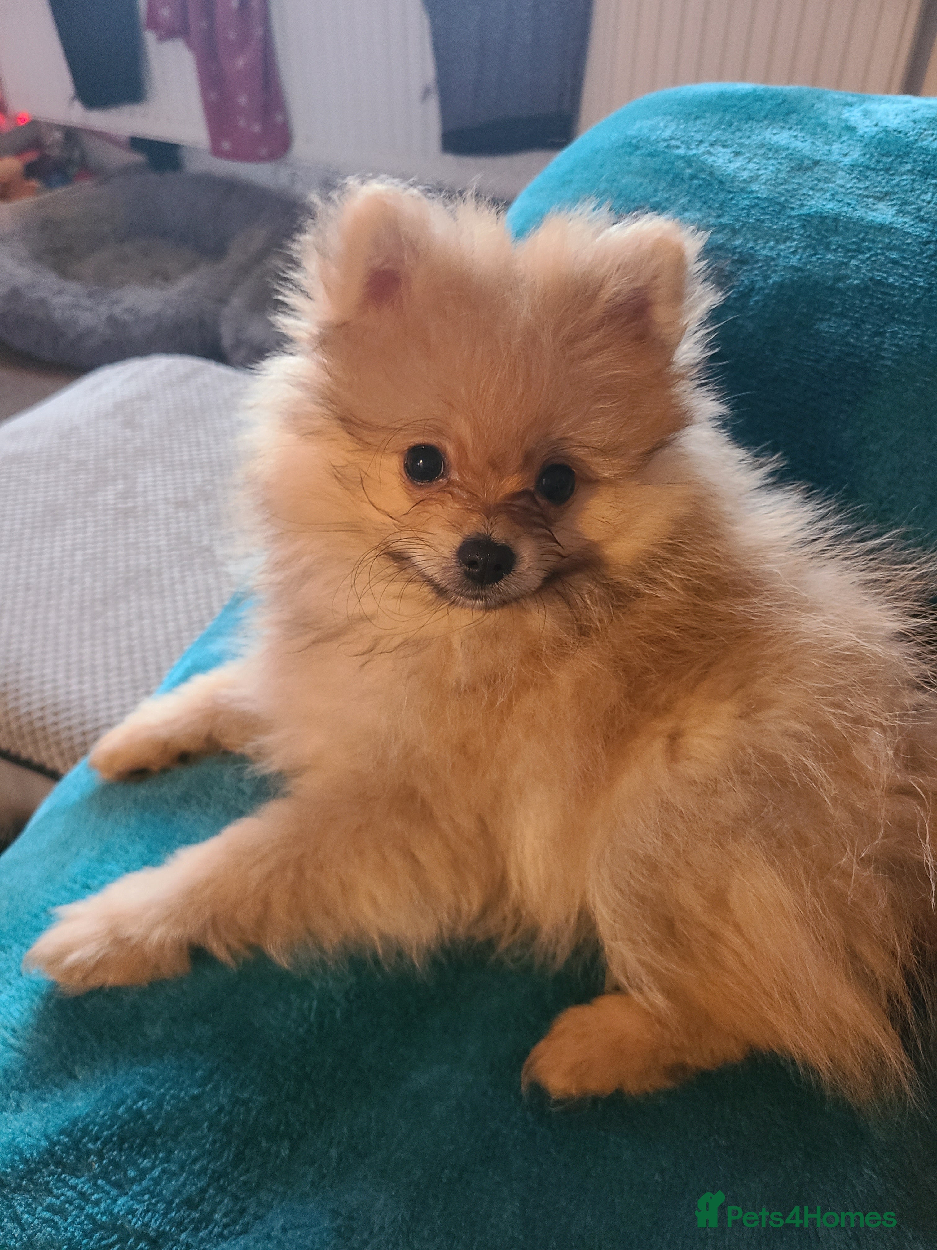 Pomeranian dogs Pomeranian puppie 1 male left!Ready Now - Advert 7