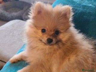 Pomeranian dogs Pomeranian puppie 1 male left!Ready Now - Advert 1