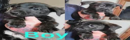 Mixed Breed dogs for sale: Mixbreed Puppies for sale  - Advert 13