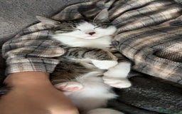 Mixed Breed cats for sale: Mother and Daughter home needed - Image 5