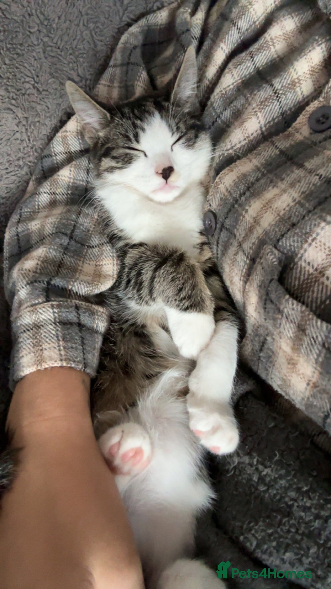 Mixed Breed cats for sale: Mother and Daughter home needed - Image 5