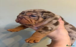 English Bulldog dogs for sale: KC Registered English Bulldogs - Image 7