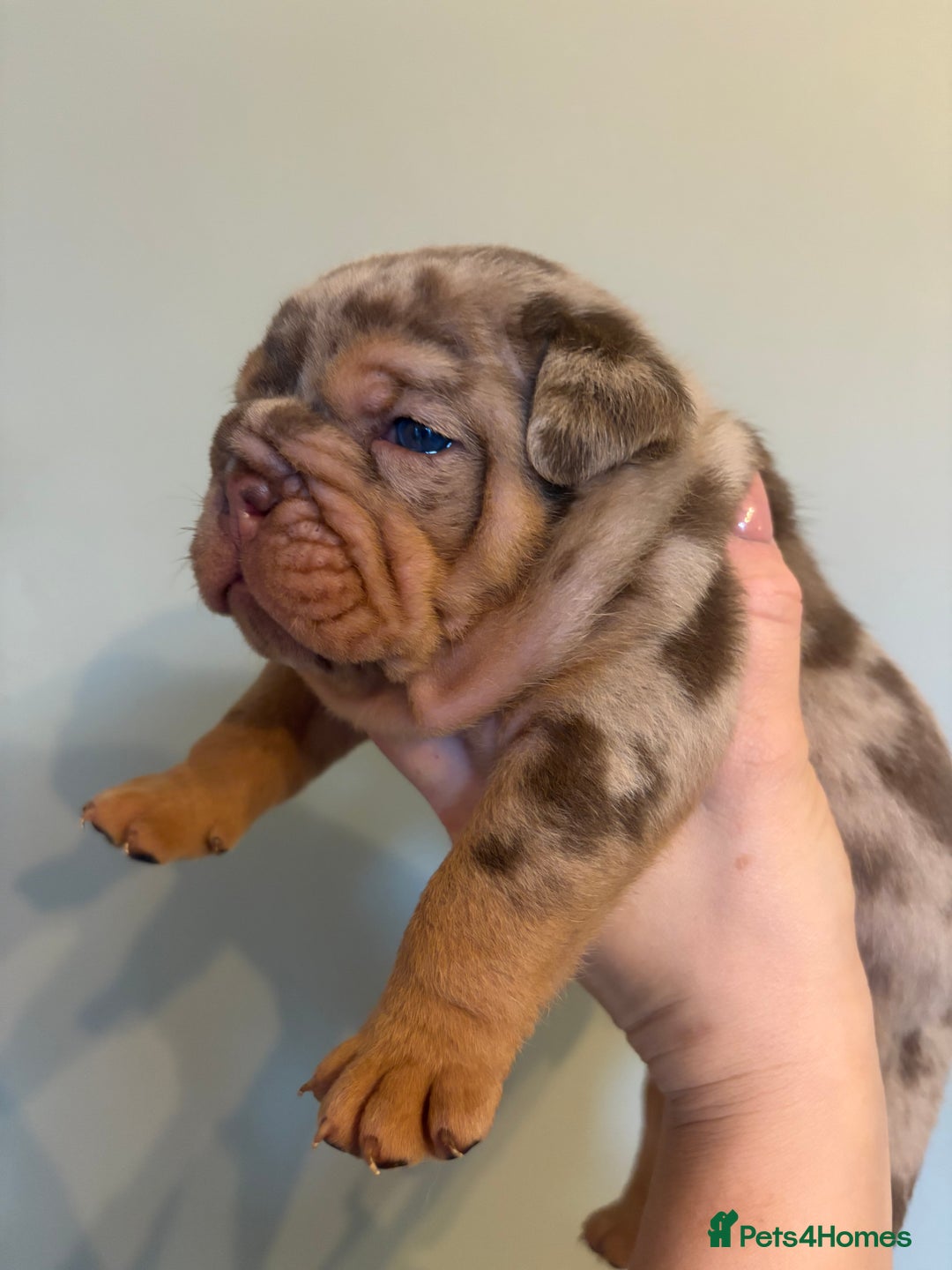 English Bulldog dogs for sale: KC Registered English Bulldogs - Image 7