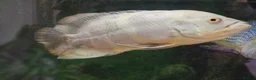 Cichlids fish for sale: Green terror cichlid and Oscar in Abingdon - Advert 3
